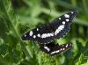 Limenitis reducta